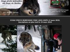 Foto Stage photo numérique animalière parc aux loups alpha