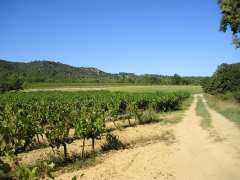 Foto Promenade pédestre sur un domaine vinicole