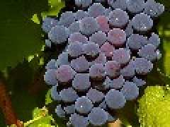 Foto BAL DES VENDANGES
