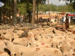 photo de Fête de la Transhumance à Montauroux