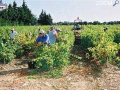 Foto Un Eté Vigneron en Vaucluse