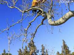 фотография de Championnat régional des arboristes grimpeurs au Château de Saint-Martin 