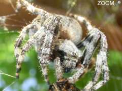 picture of Fête de la Nature - Conférence "Les araignées de nos jardins"