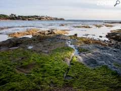 foto di Balade photo naturaliste sur l'île des Embiez